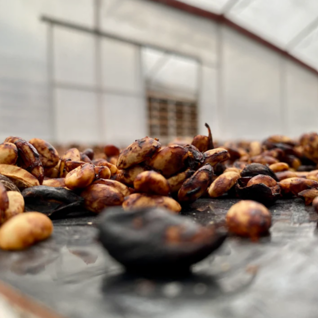 Red Honey aus Aquiares Estate - neue Bohnen aus Costa Rica