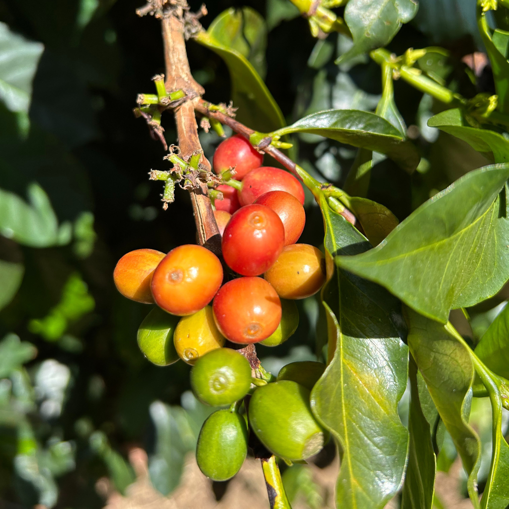 Von Heirloom bis Yirgacheffe: Chelchele Omniroast aus Äthipien