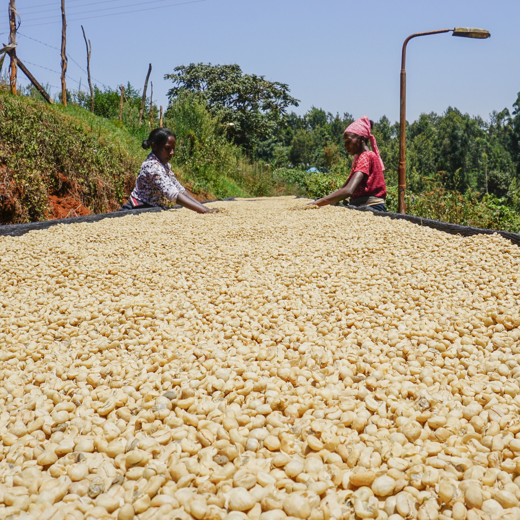 Unser Kaffee des Monats im September: Mutitu AA aus Kenia