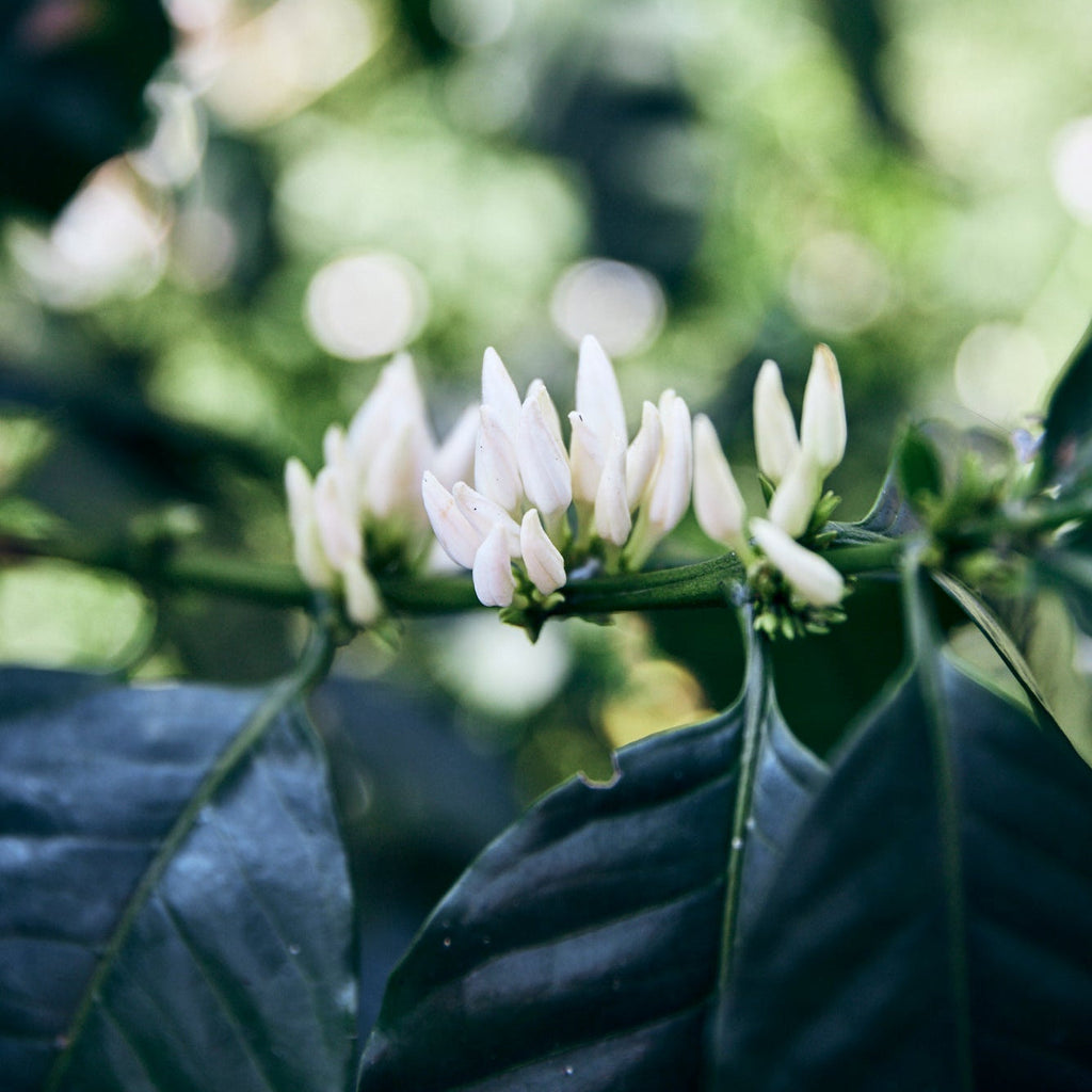 Kaffeepflanze Veracruz Finca San José Kaffeekirschen