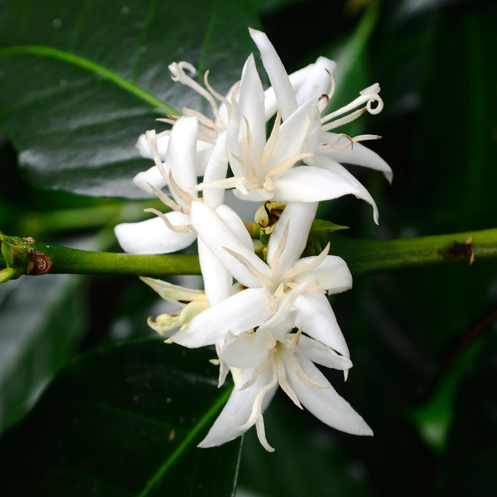 Coffea Arabica