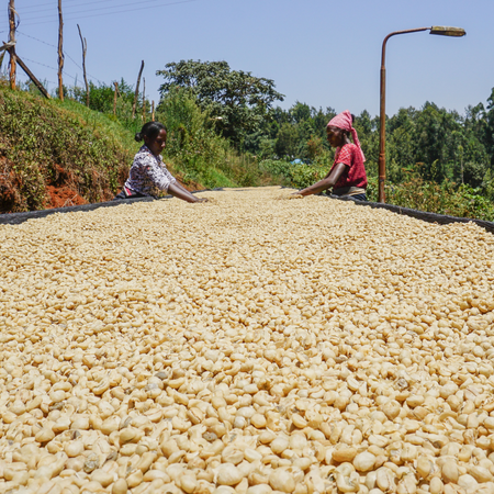 Mutitu AA Filter - Kaffeekirsche Roastery