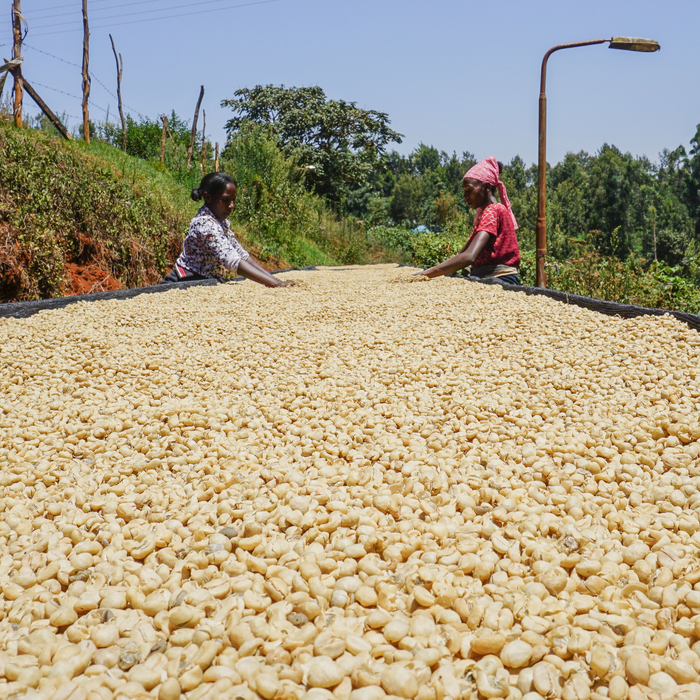 Mutitu AA Filter - Kaffeekirsche Roastery