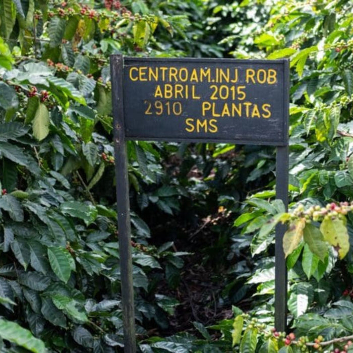 Aquiares Honey Espresso - Kaffeekirsche Roastery