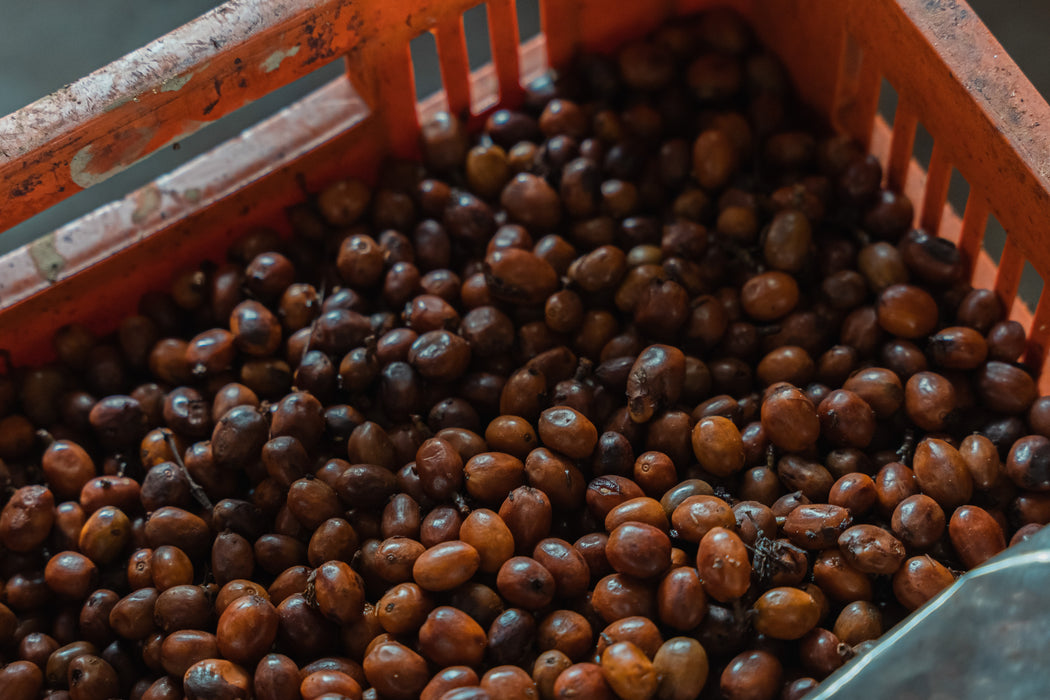 Villa Betulia Espresso - Kaffeekirsche Roastery