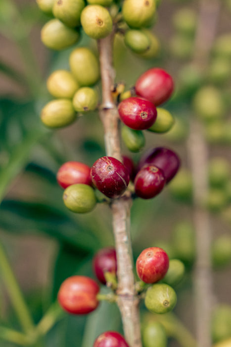 Villa Betulia Espresso - Kaffeekirsche Roastery