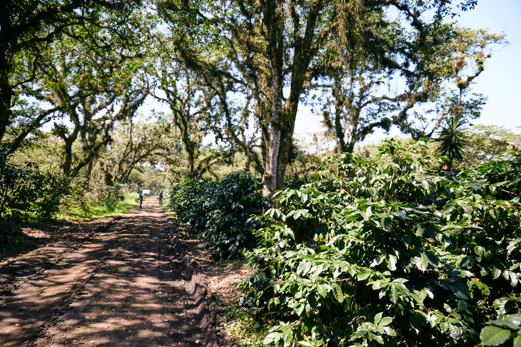 Finca San José Filter