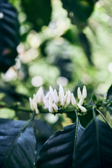 Finca San José Filter