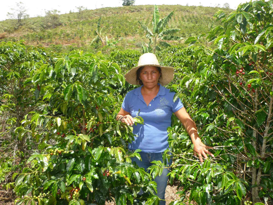 Women ASMUCAFE Filter - Kaffeekirsche Roastery