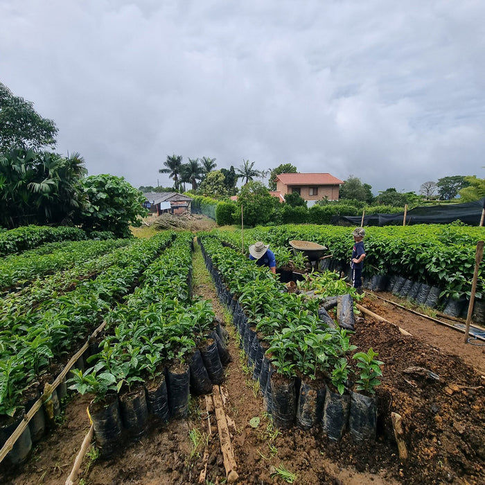 Pink Bourbon El Zacatin Omniroast - Kaffeekirsche Roastery